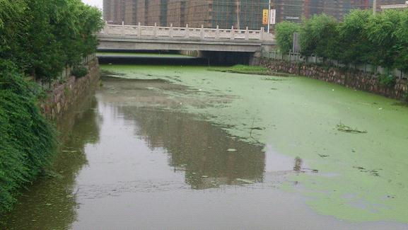 氨氮、磷超標(biāo)造成河流水體富營養(yǎng)