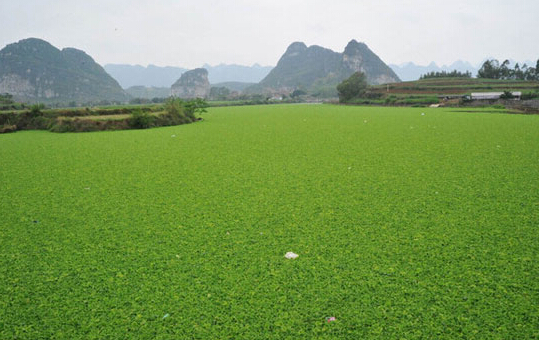 氨氮、磷超標(biāo)